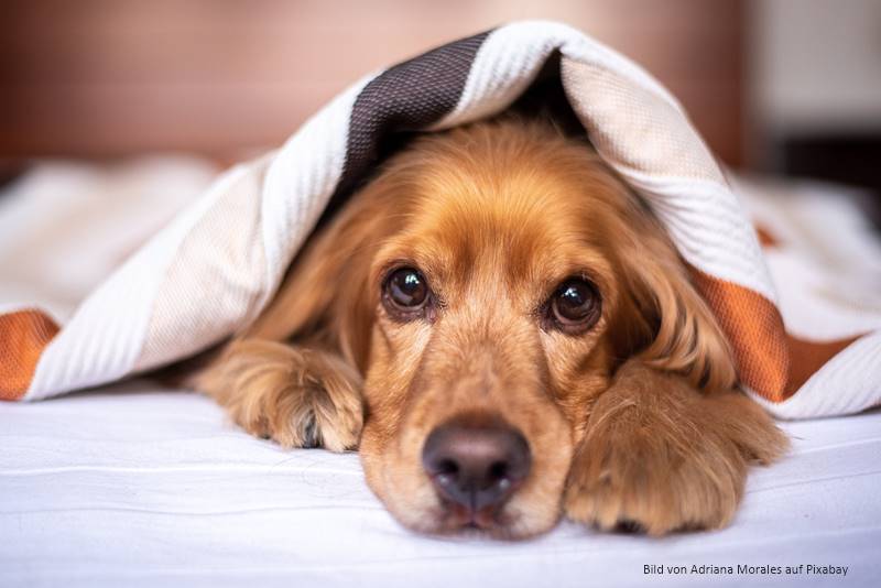 You are currently viewing Tiersprechstunde: Die häufigsten Krankheiten bei Hunden
