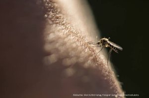 Read more about the article So verhalten Sie sich nach einem Mückenstich richtig
