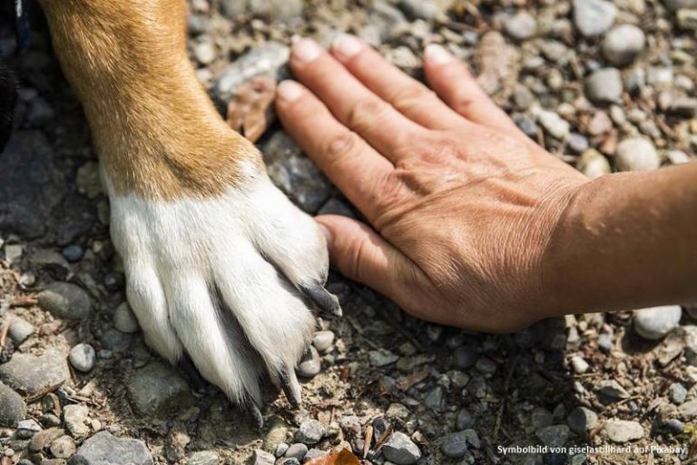 Mehr über den Artikel erfahren Diabetes-Warnhunde: Medizin auf vier Pfoten